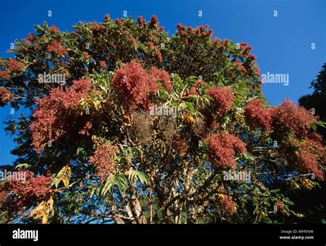 rosewood tree tree